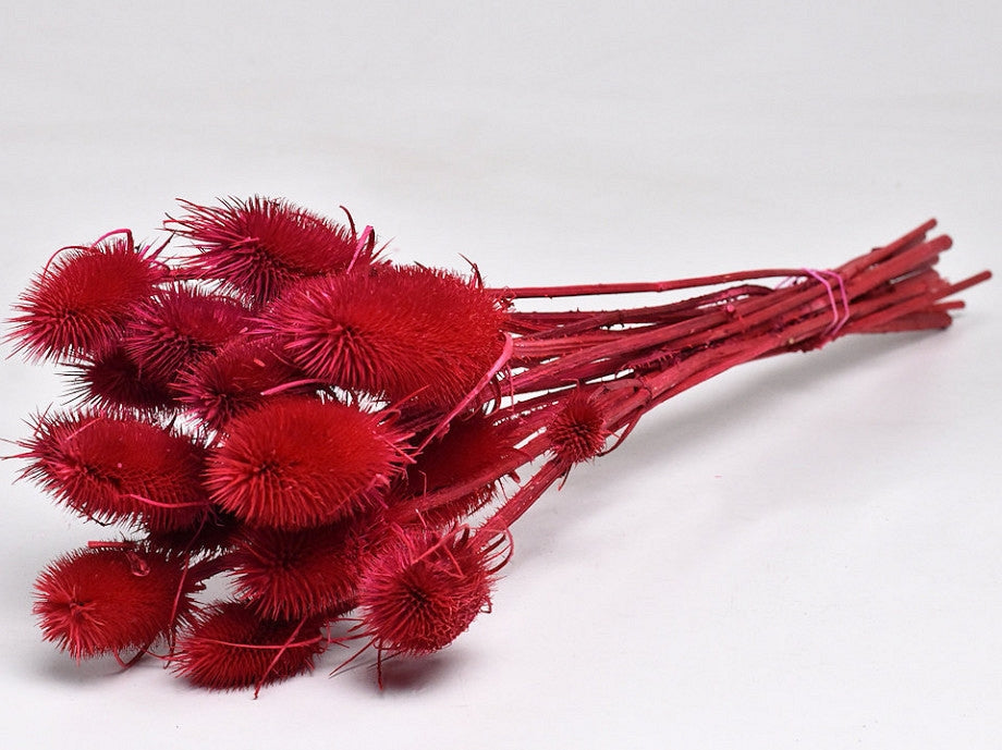 Getrocknete Cardoon Distel, rot gestrichen