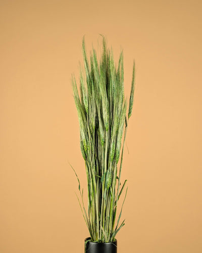 Gedroogde Gerst – groen