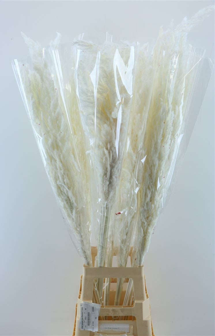 Erianthus bleached dried