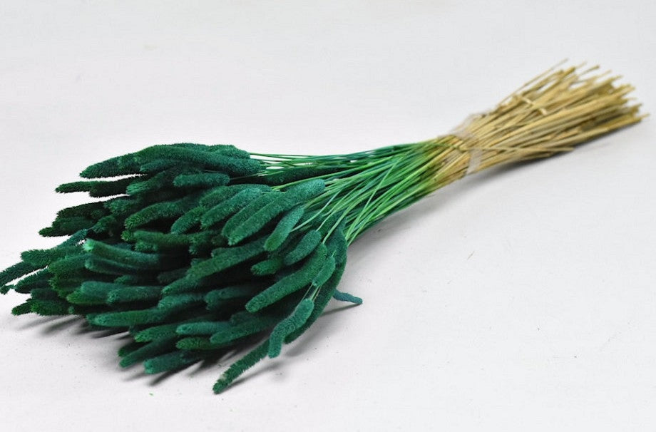 Dried Phleum Protensis Petrol Green 150 grams