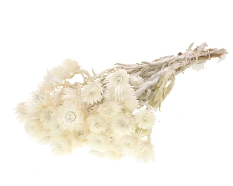 Helichrysum vestitum weiß getrocknet
