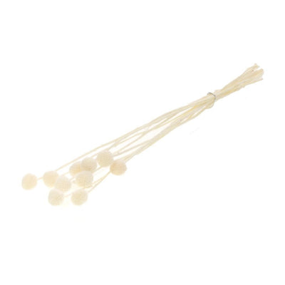 Gedroogde craspedia – wit gebleekt