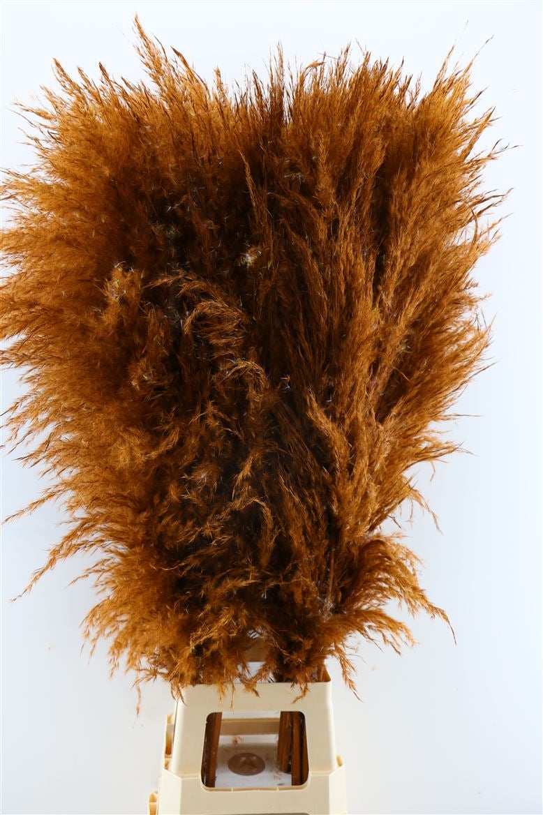 Pampas grasbraun gut gefüllte weiche Federn getrocknet