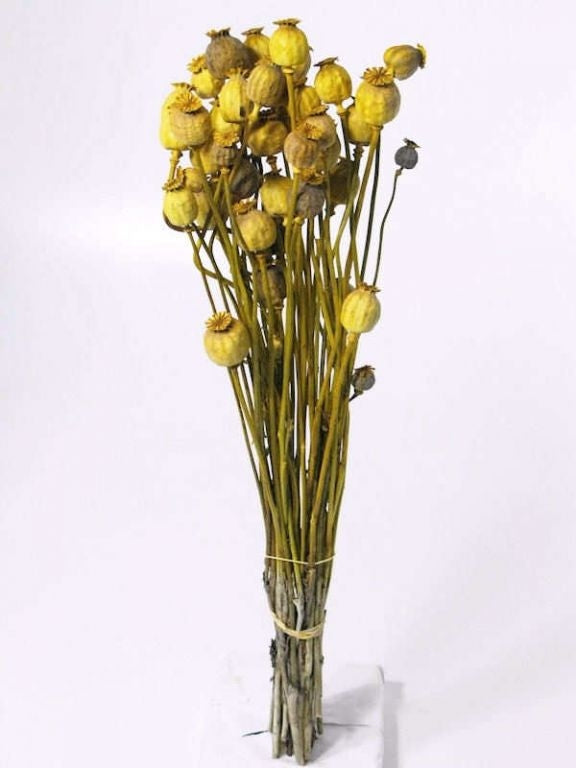 Mohngelb getrocknet
