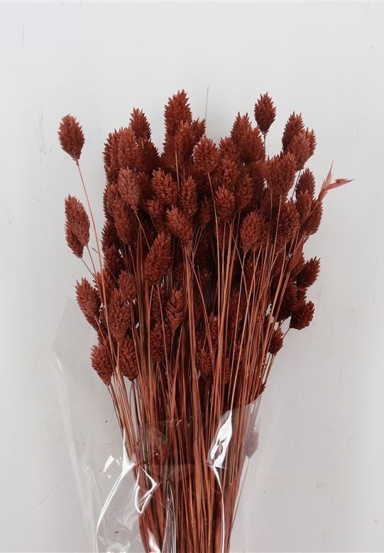 Dried Phalaris colored mahogany