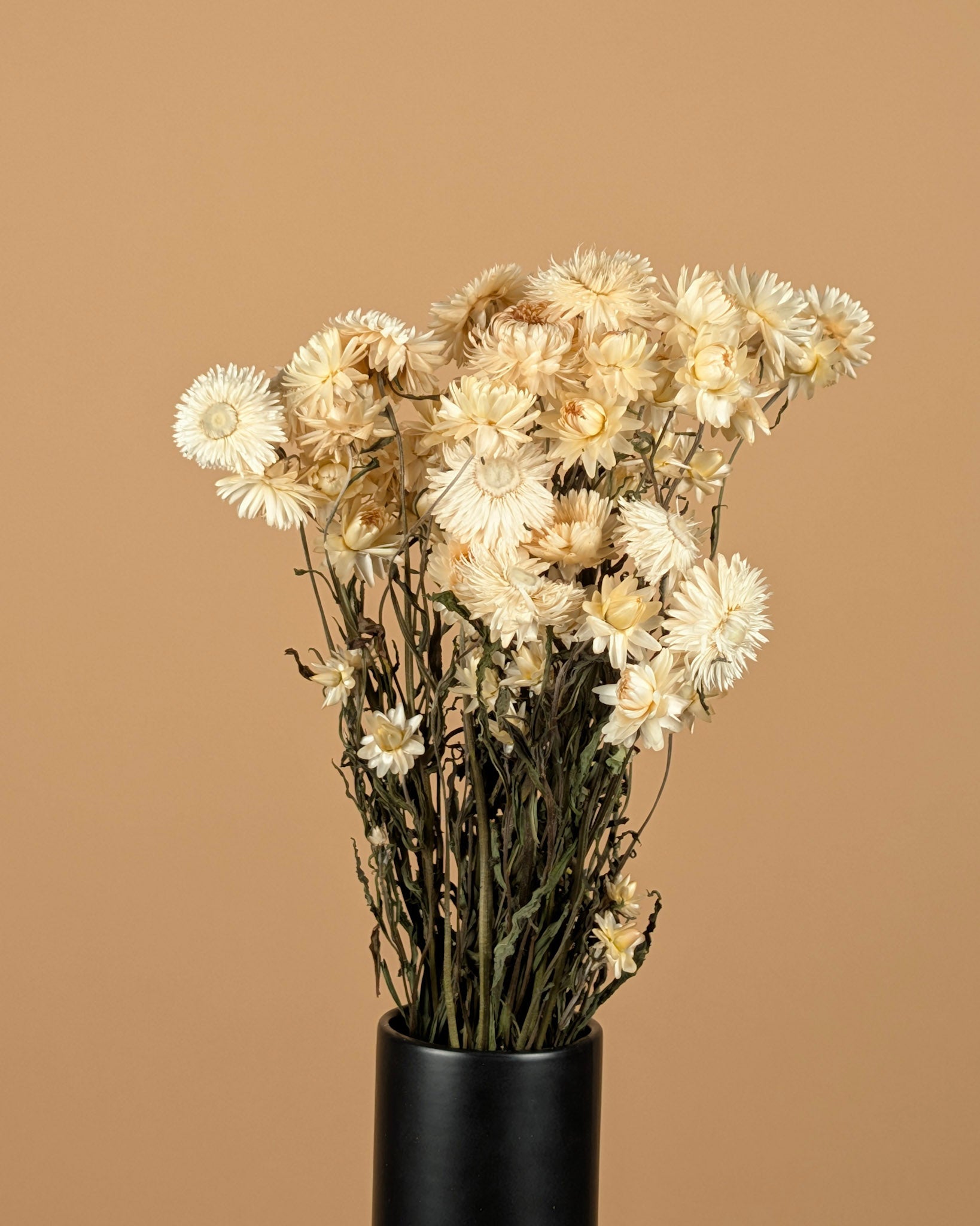 Gedroogde helichrysum (strobloem) – wit