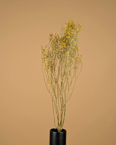 GIPSPRUIND (Gypsophilia) peint jaune séché