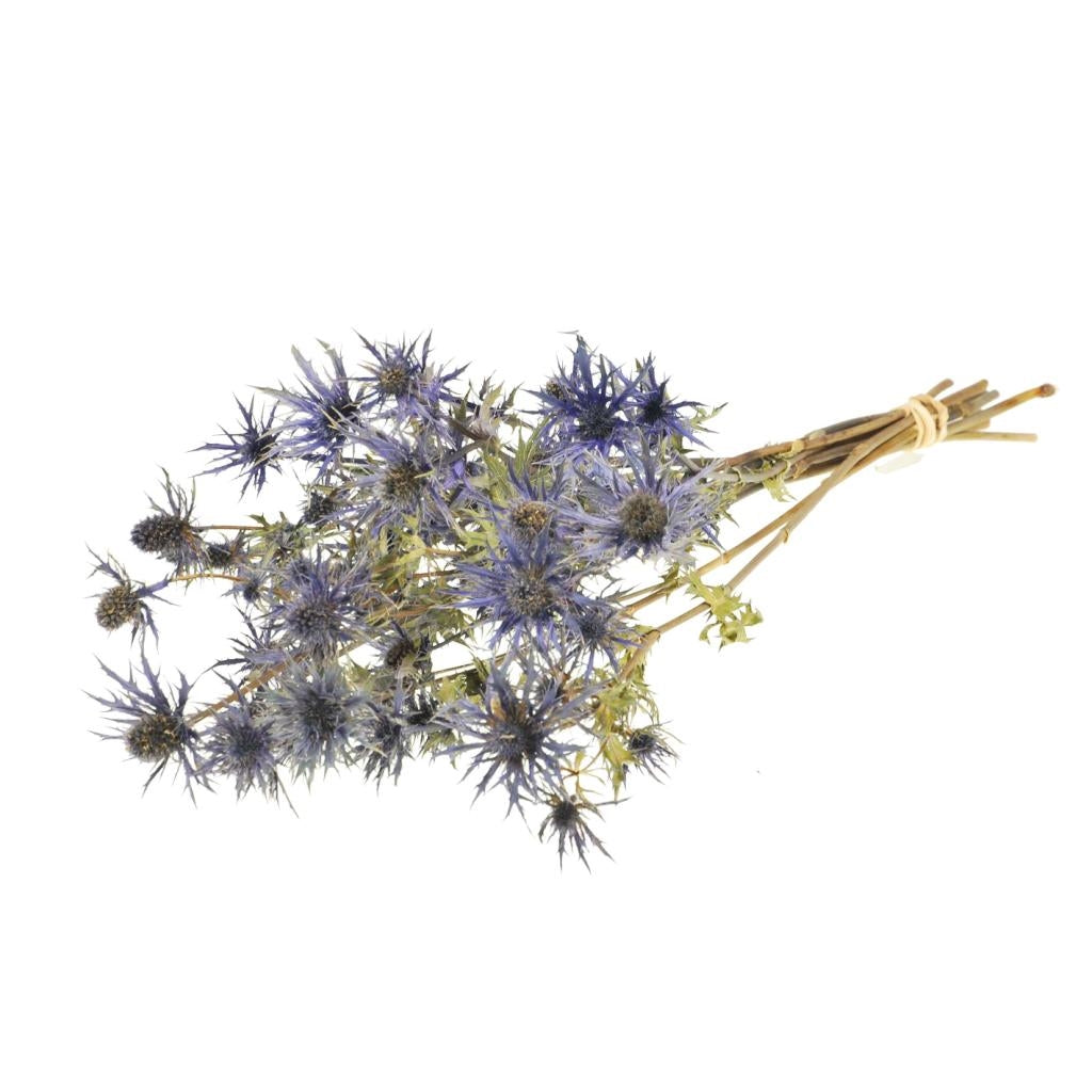Gedroogde eryngium – blauw