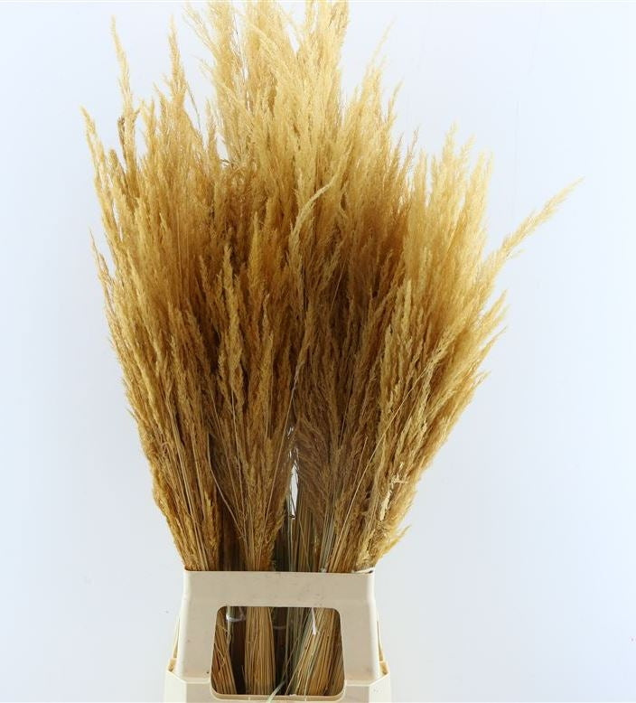 Stipa Calamagrostis dried