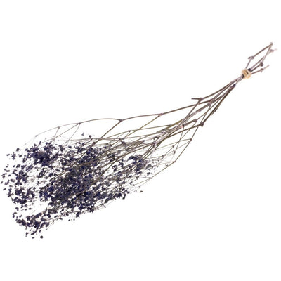 Gips Crain (Gypsophilie) blau getrocknet