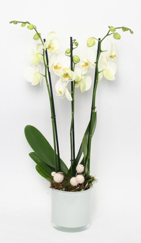 Phalaenopsis Orchid White 3 branches dans un endroit en verre blanc