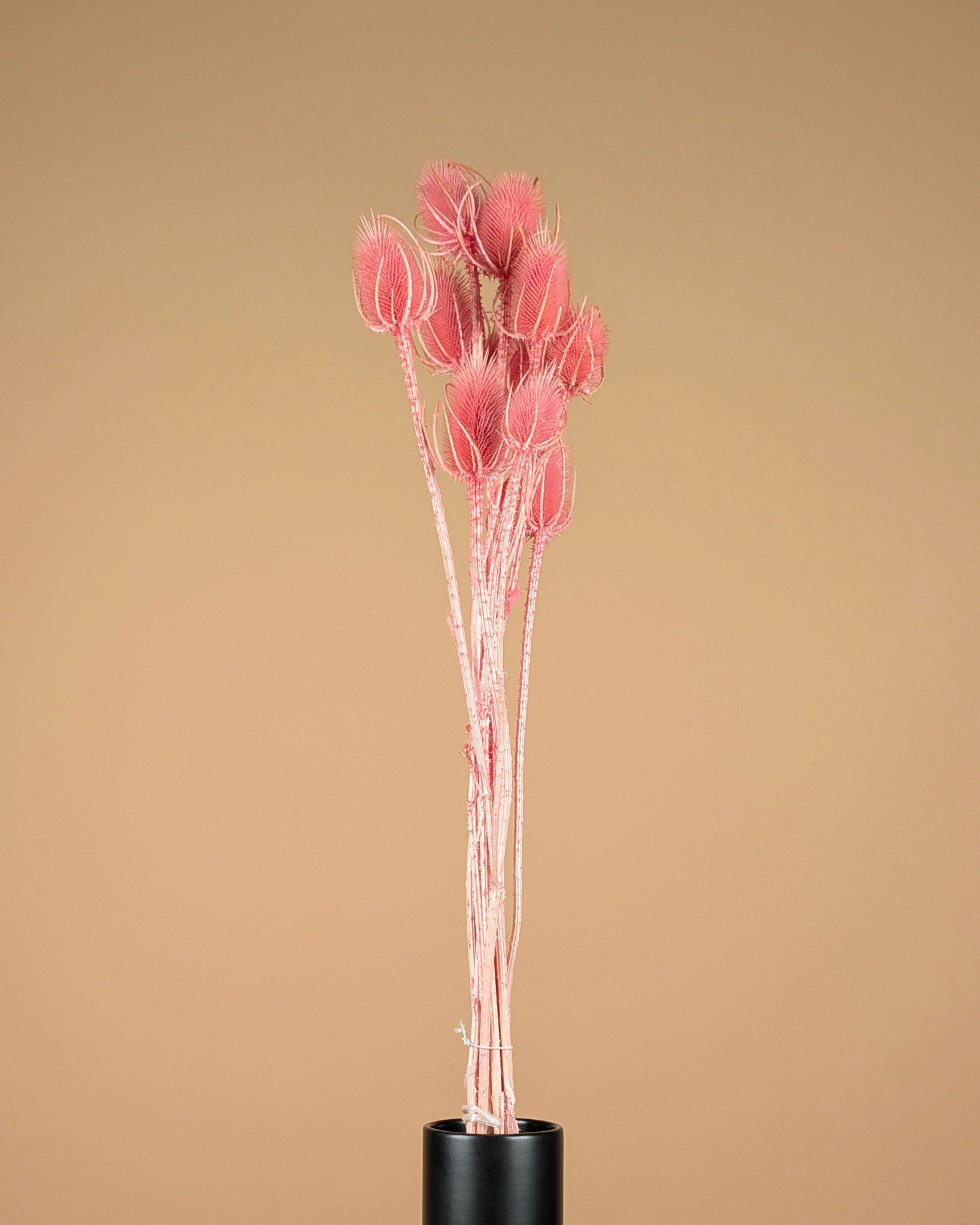 Gedroogde Kaardebol (Dipsacus) – Lichtroze
