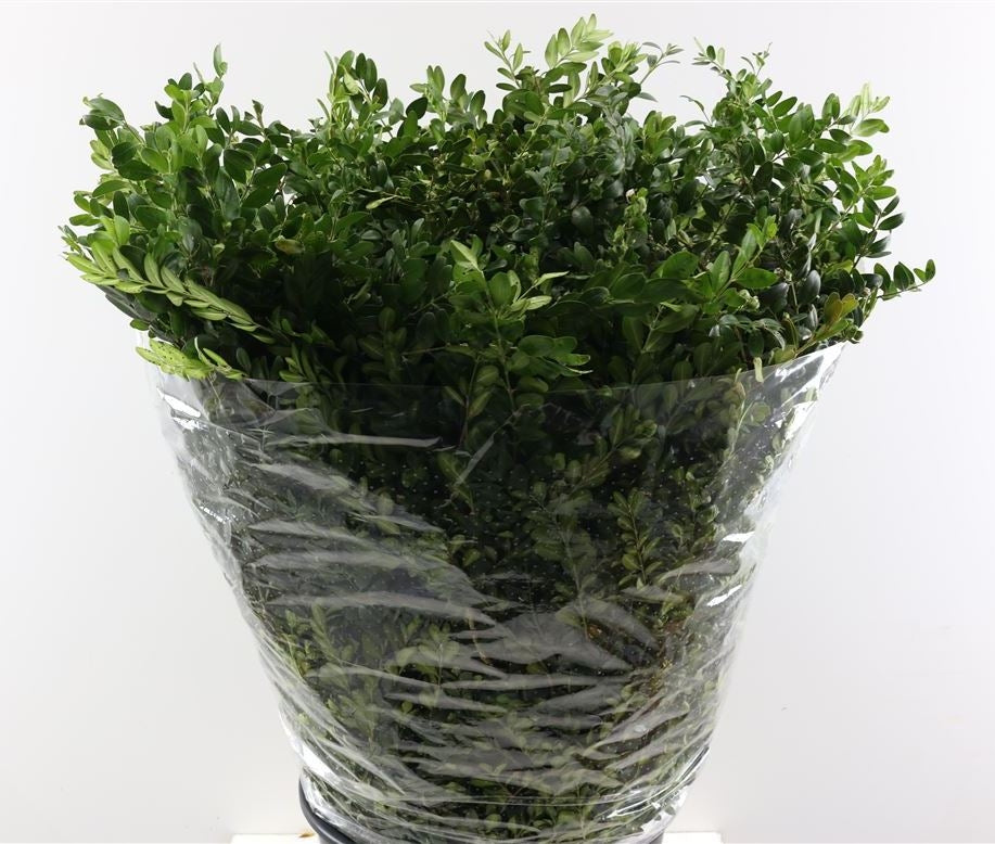 Buxus groen per bos