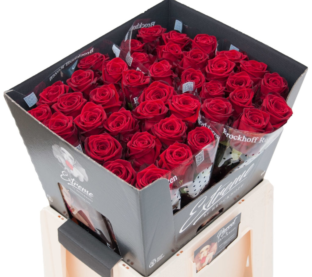 100 Roses rouges Bouquet de grandes roses fluide