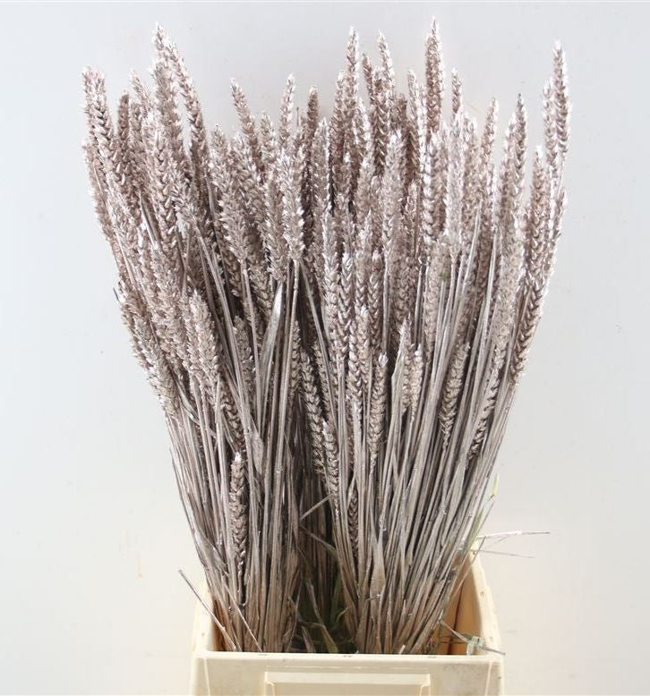 Getrockneter Weizenchampagner farbenfroh