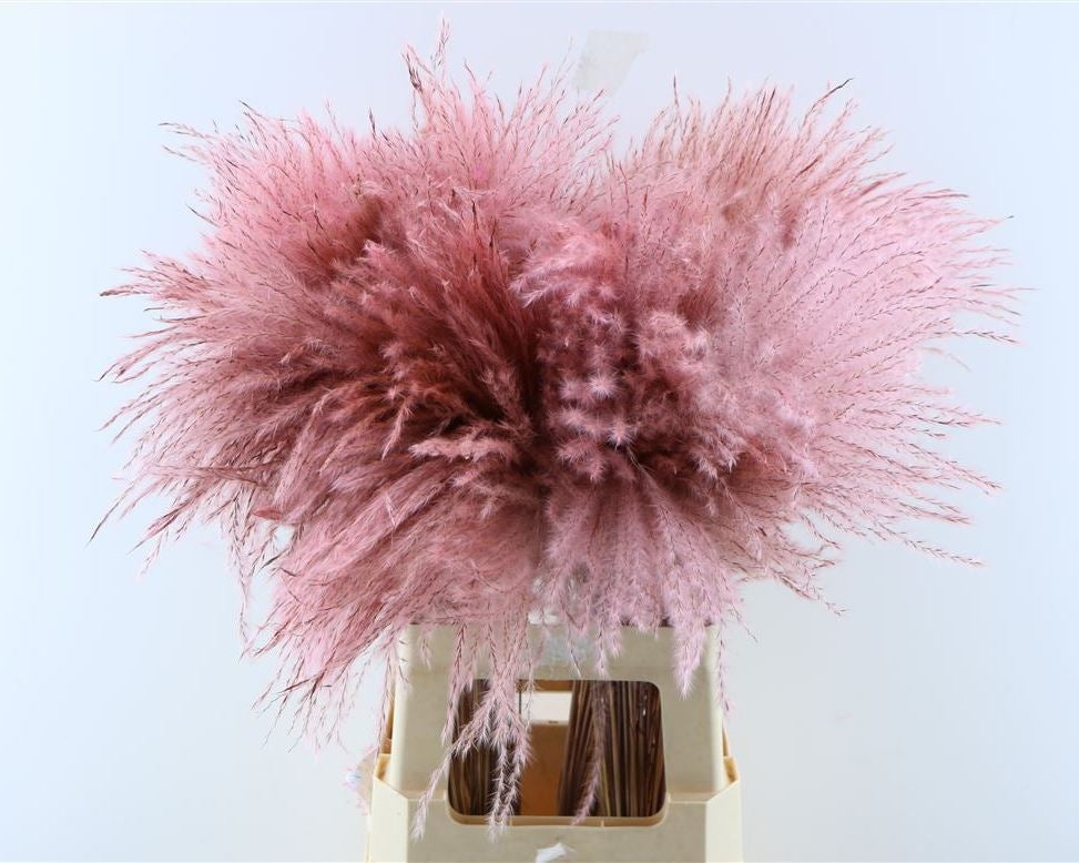 Fluffy Reed gras pluimen licht roze