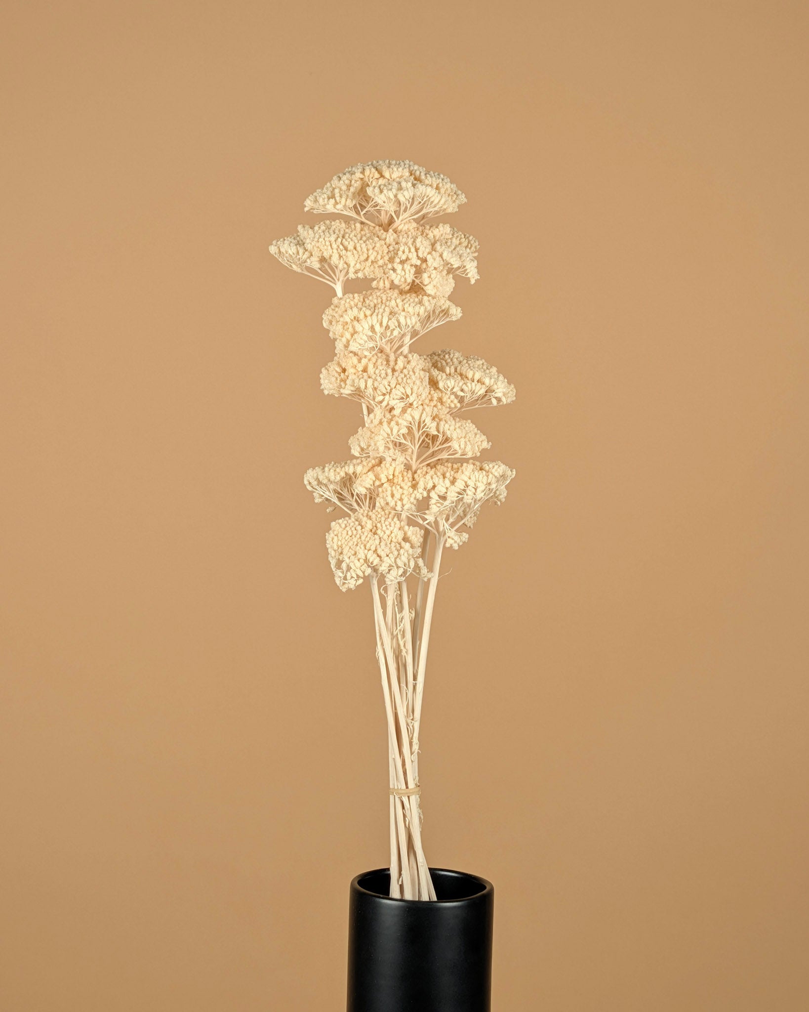 Gedroogde achillea parker – gebleekt