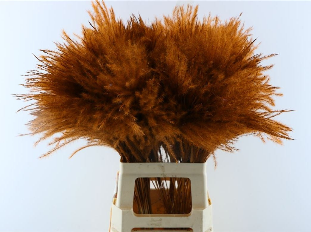 Flauschiger Reed Gras Pluimen Choco