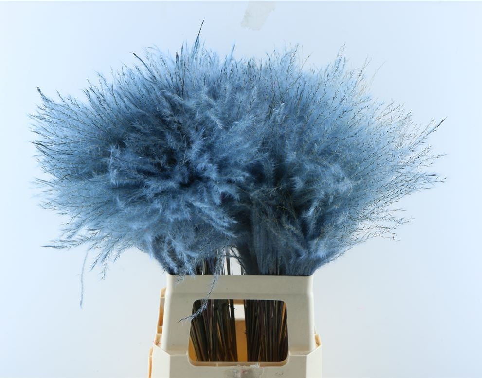 Fluffy Reed gras pluimen licht blauw