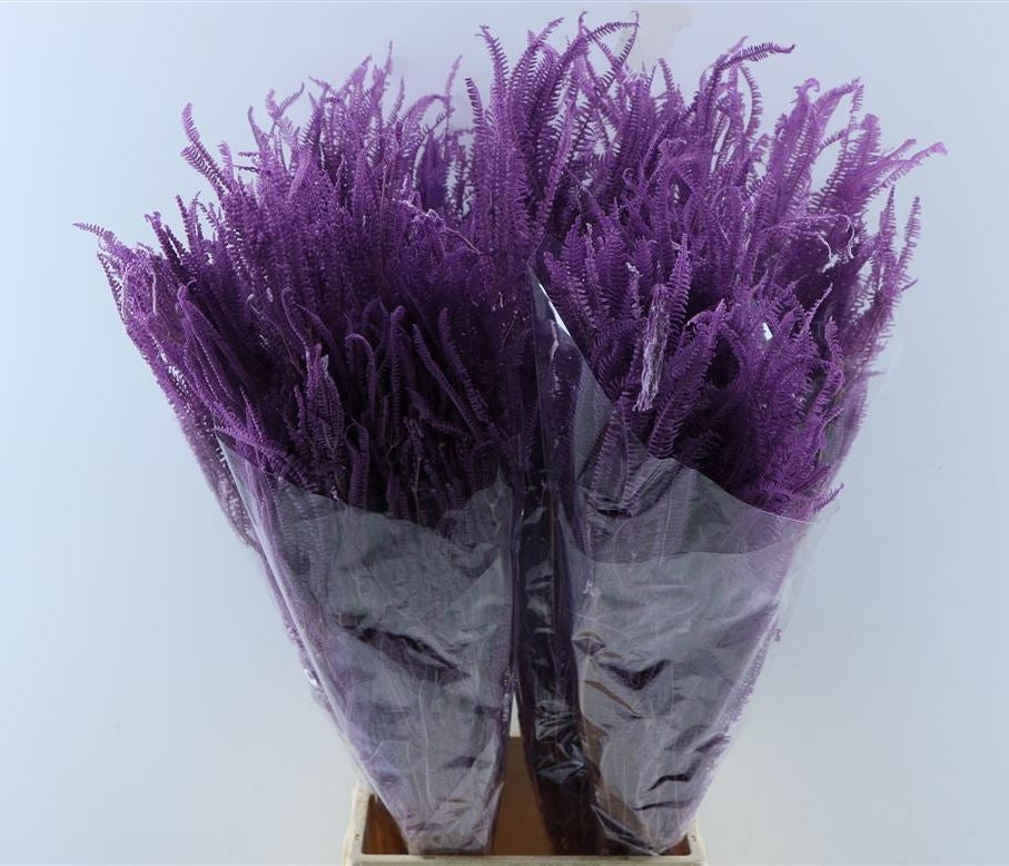 SeaCho Bleaked violet preserved dried
