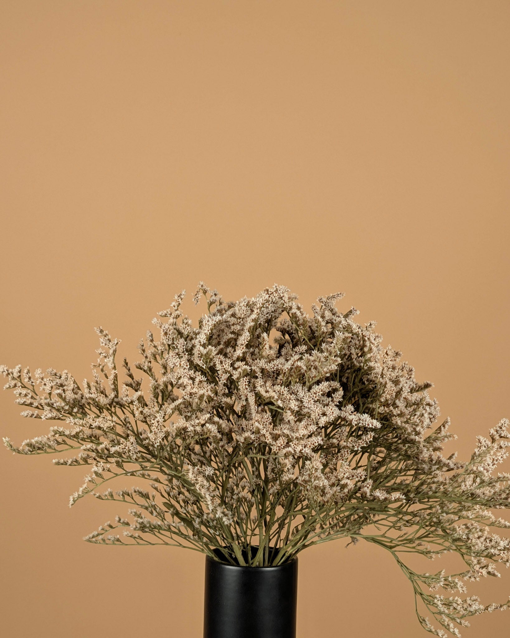 Statistique séchée tatarica blanche