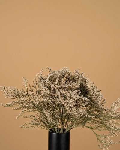 Trockenstatike Tatarica White