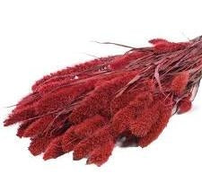 Gedroogde Setaria – rood
