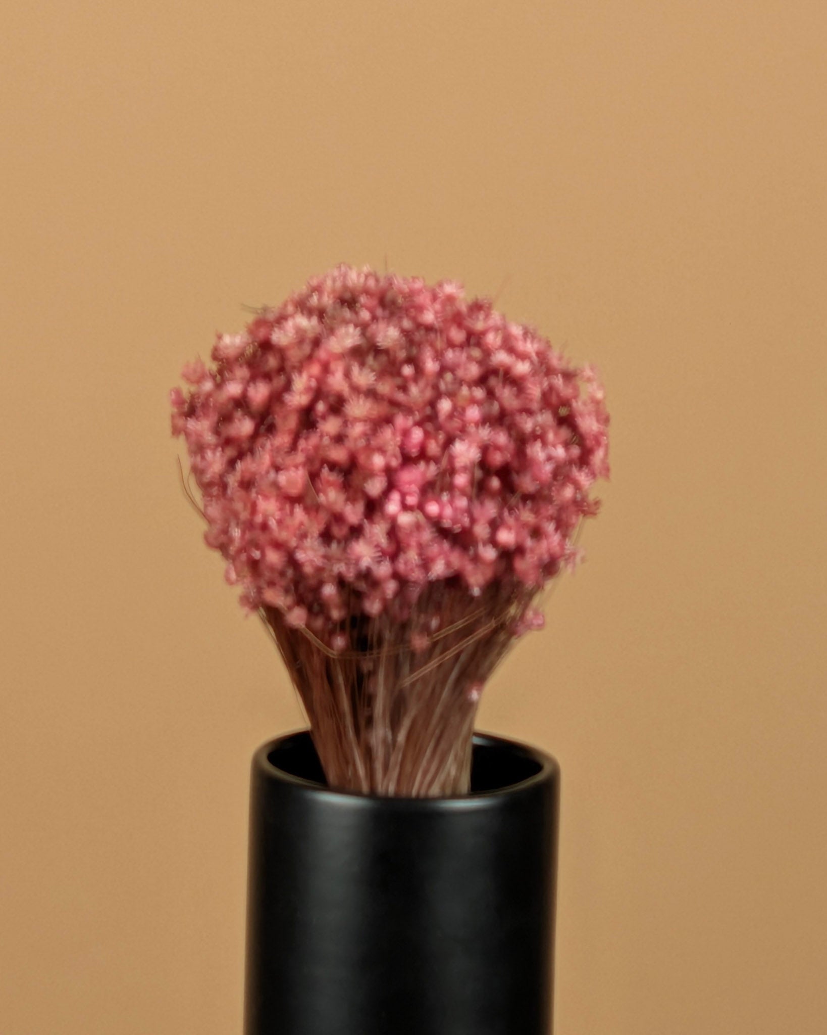 Fleurs roses marcela séchées