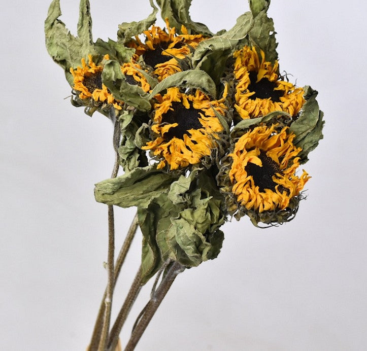 Getrocknete Sonnenblumen