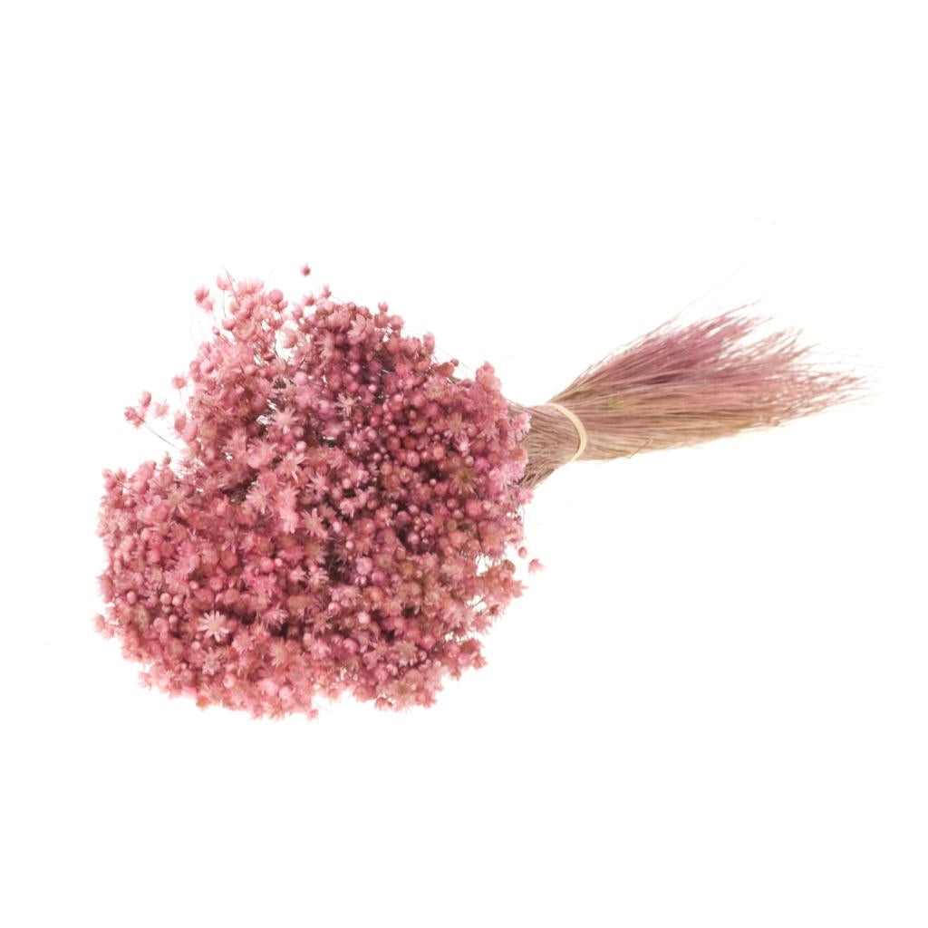 Dried Marcela Pink Flowers