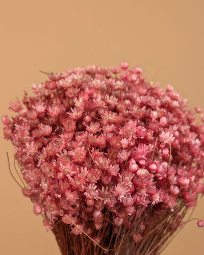 Dried Marcela Pink Flowers