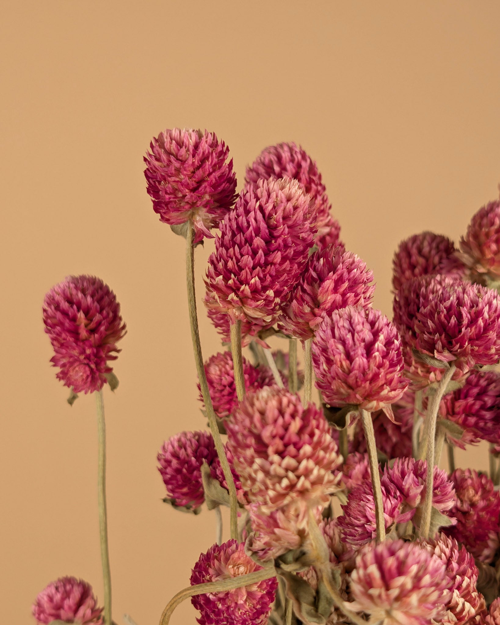 Getrocknete Gomphrena lila