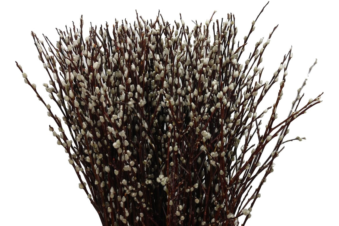 Cat branches (Salix) per 20 branches