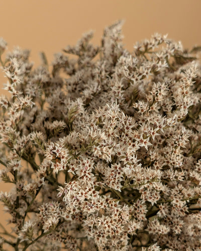 Trockenstatike Tatarica White