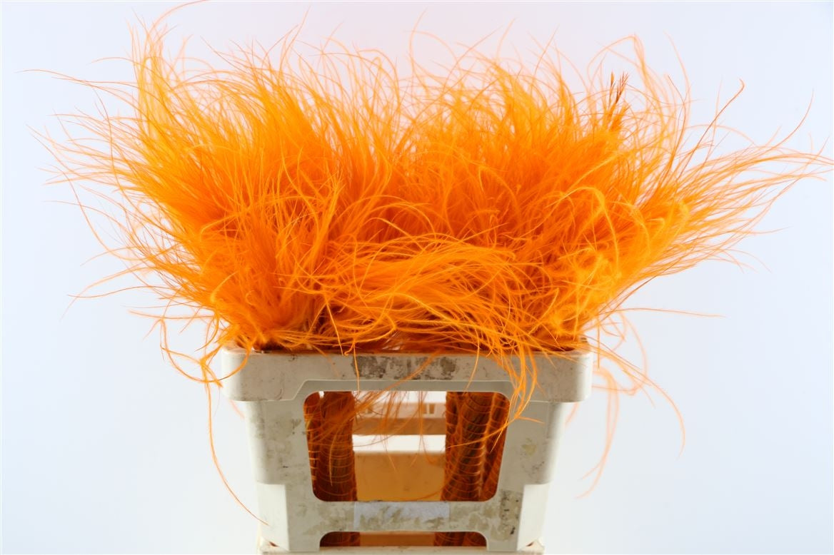 Getrocknete Stypa Penata Oranje