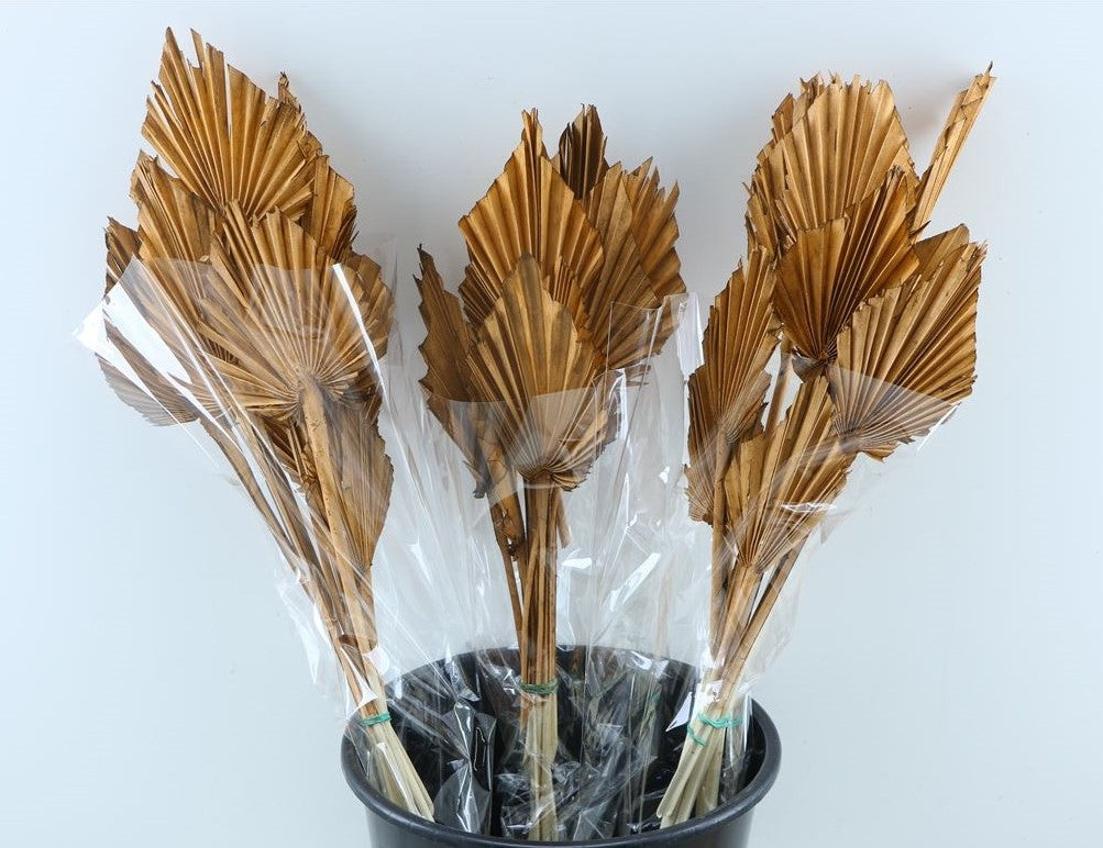 Palm spear light brown