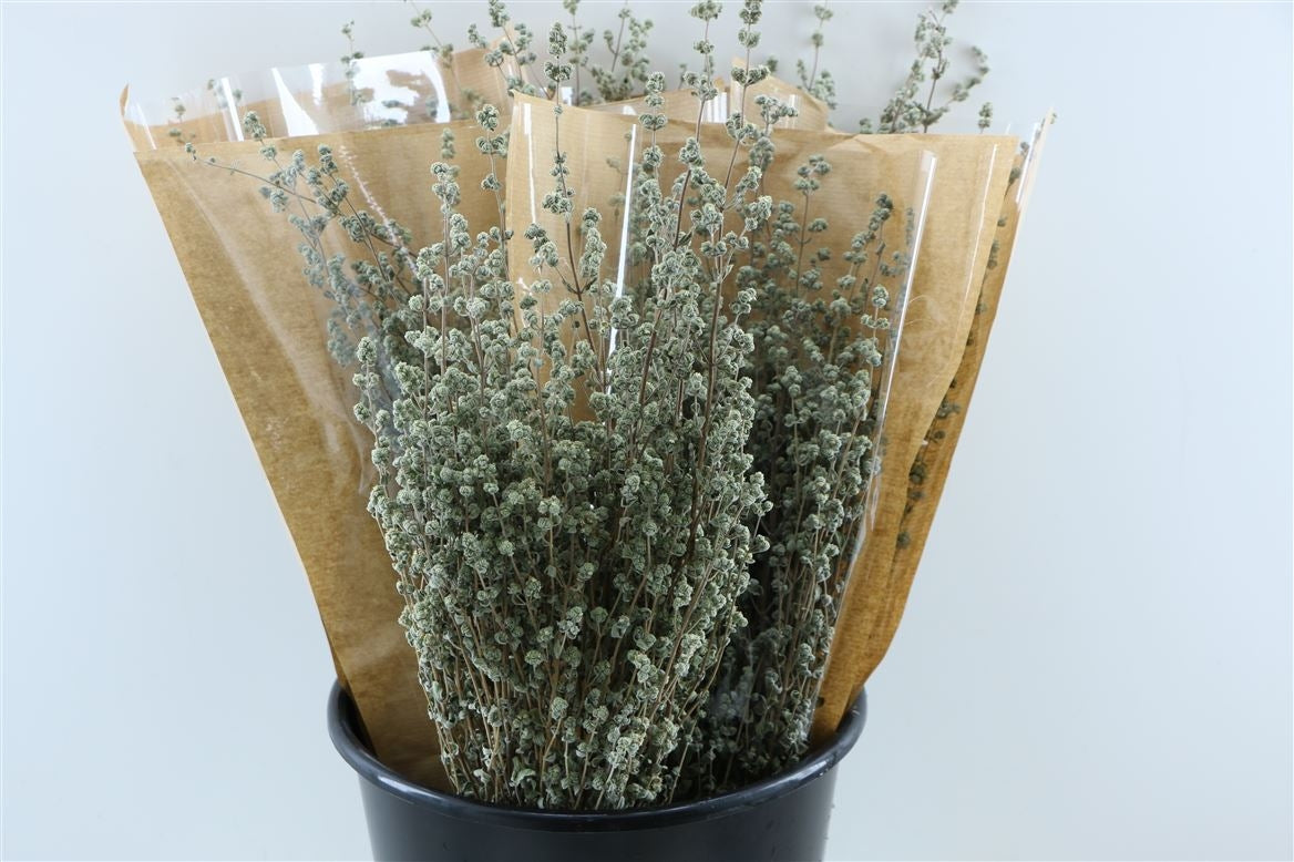 Dried oregano natural