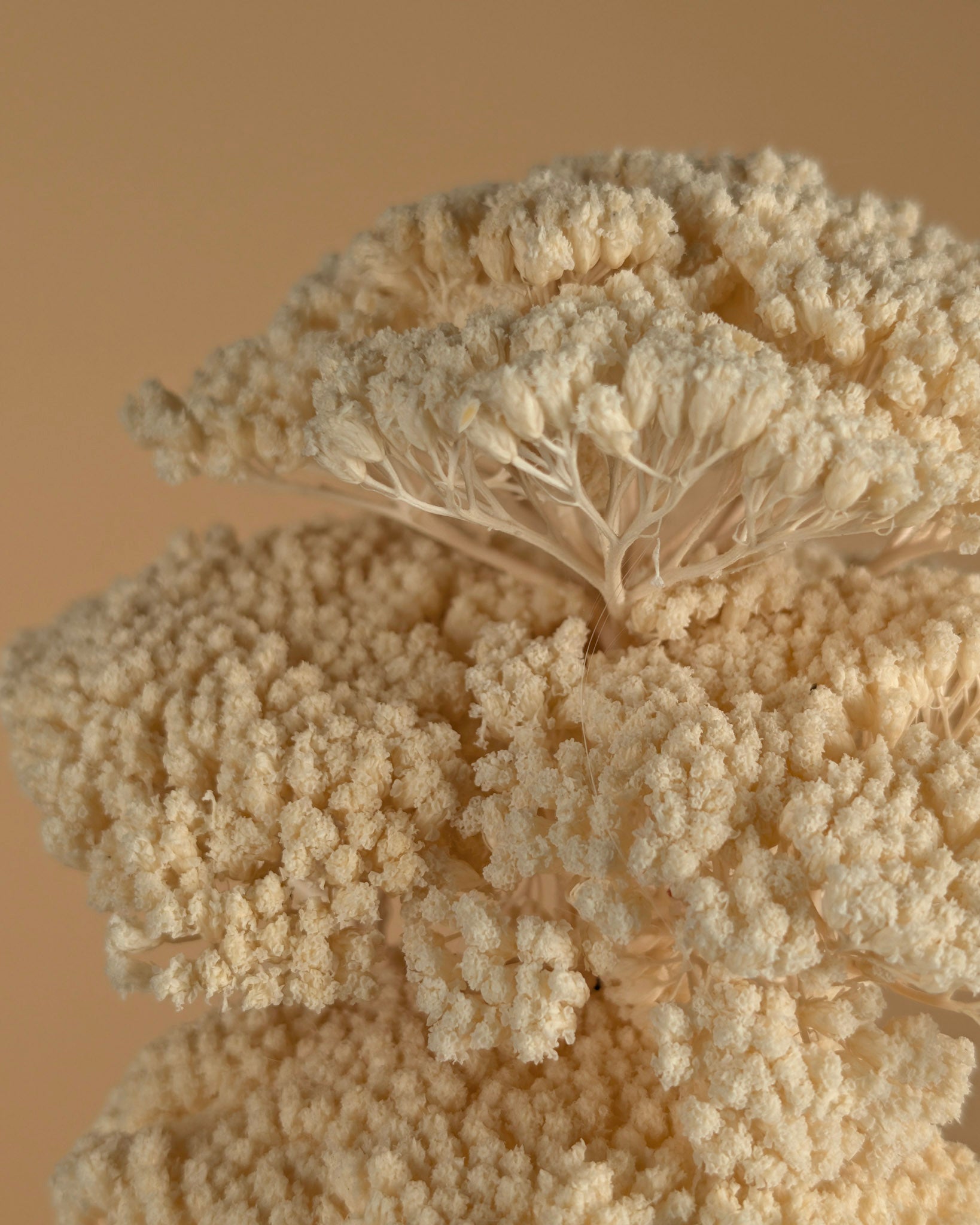 Gedroogde achillea parker – gebleekt