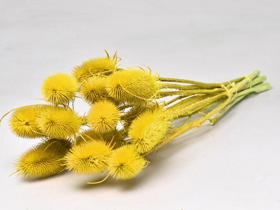 Dried Cardoon Distel yellow painted