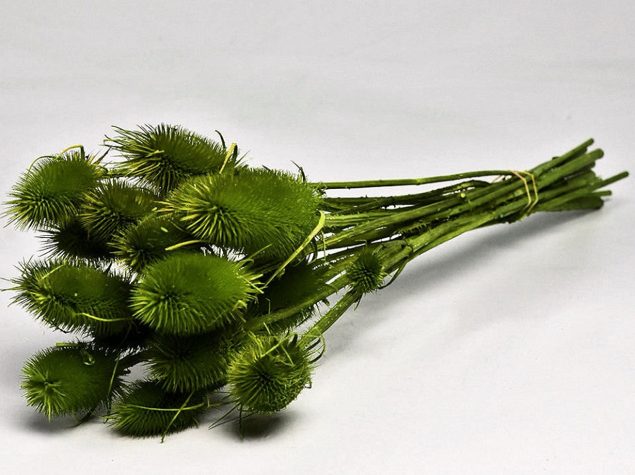 Getrocknetes Cardoon Distel gestrichen grün