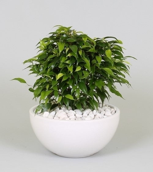 Ficus Benjamina Green Kinky in einem weißen Keramik -Coupé