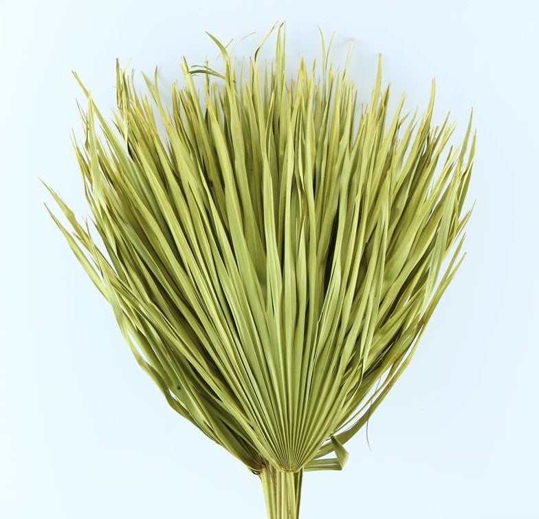 Chamaerops stöbern große Geel -getrocknet