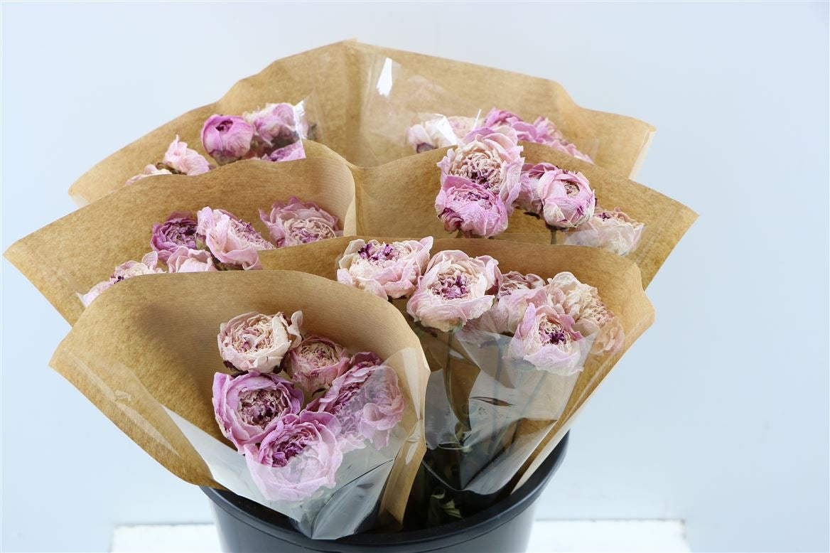 Peony roses pink dried