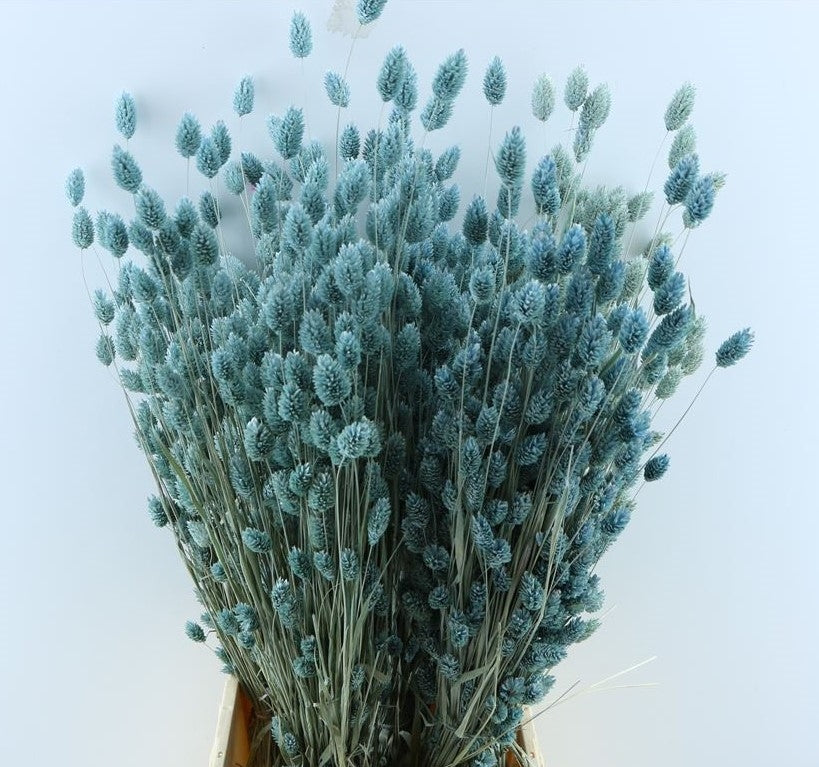 Gedroogde Phalaris gekleurd licht blauw