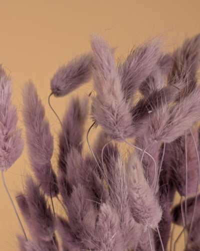 Gedroogde Lagurus ovatus – milka