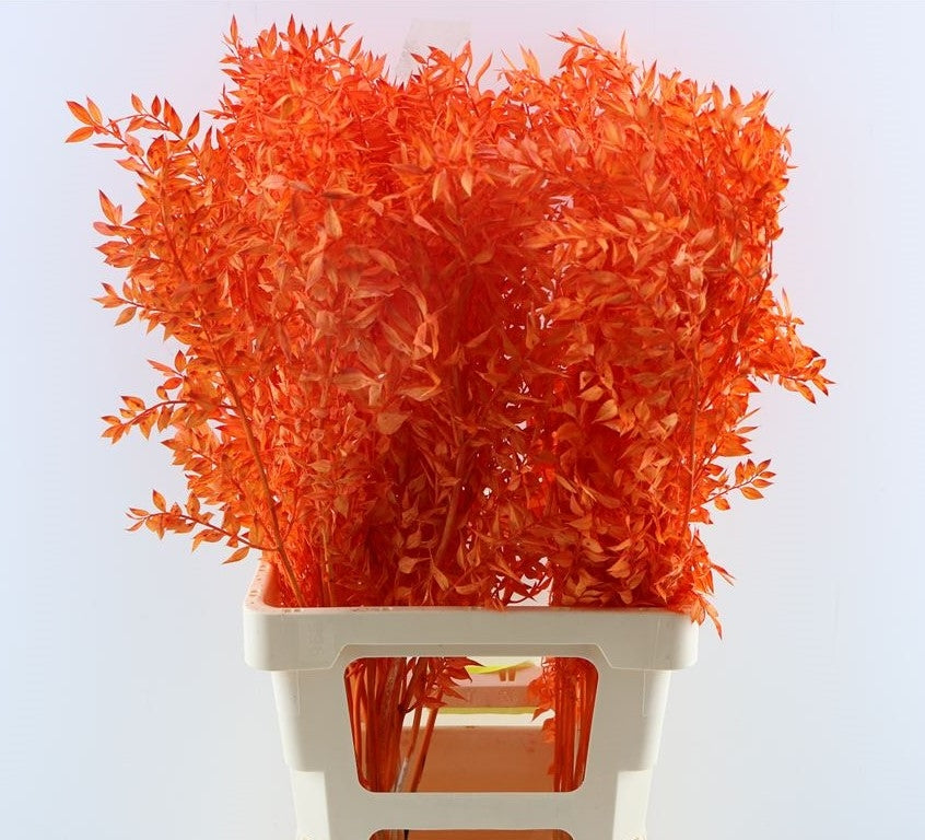 Russcus painted Orange