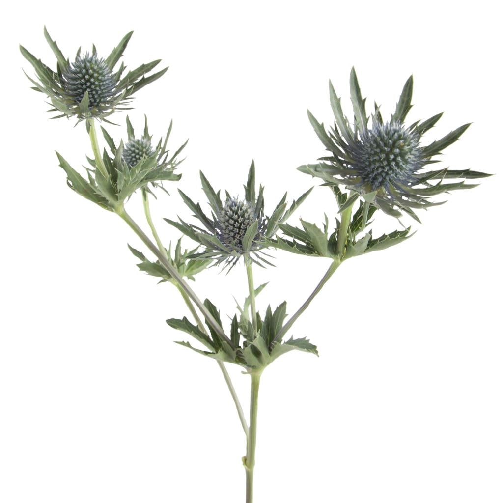 5 Eryngium Disteln blau