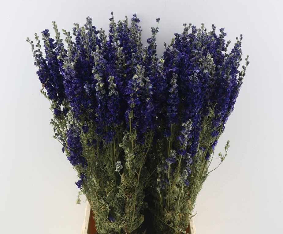 Gedroogde Delphinium ridderspoor donker blauw