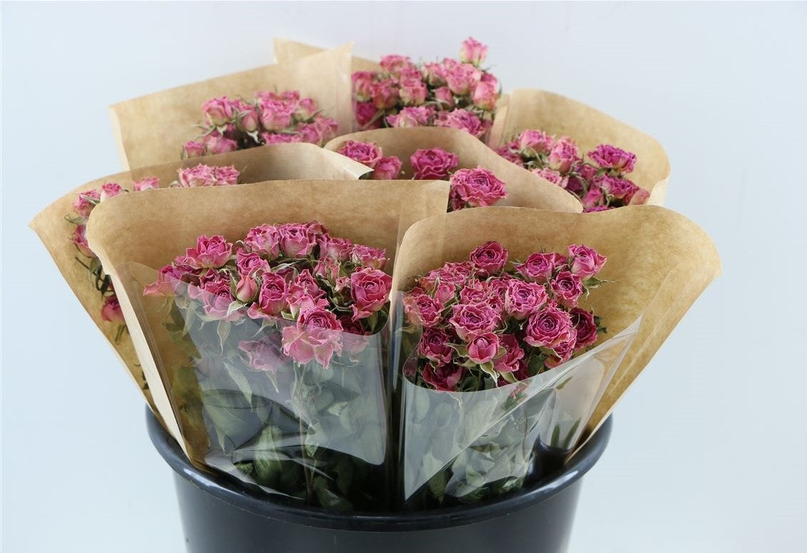 Dried cluster roses pink