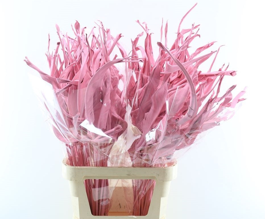 Strelitzia leaf dried pink painted